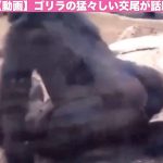 【動画】ゴリラの猛々しい交尾が話題